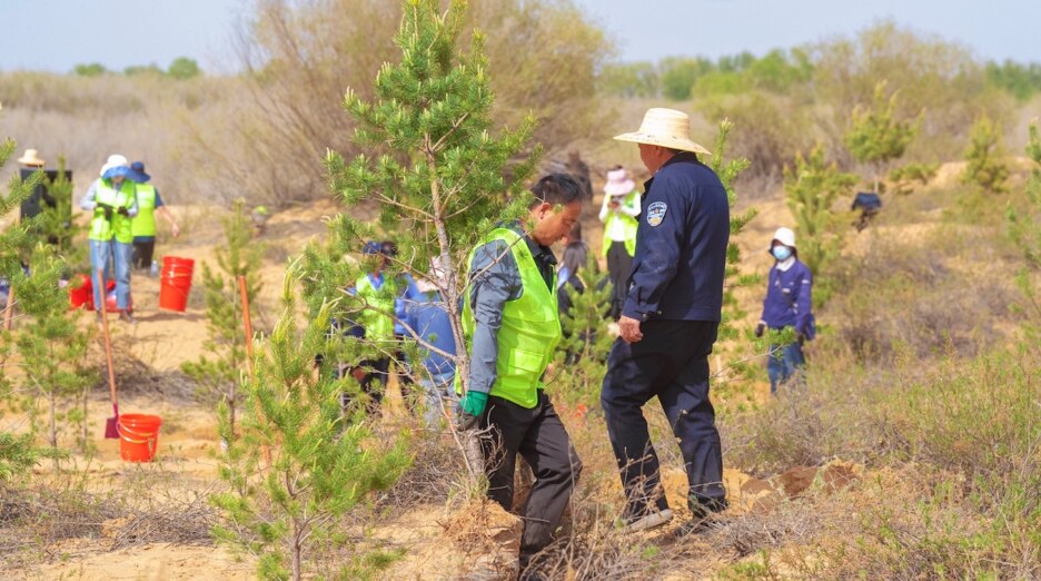 身穿绿色背心和海军蓝色制服的人员一起在植被稀疏、灌木低矮的沙地上种植树苗。