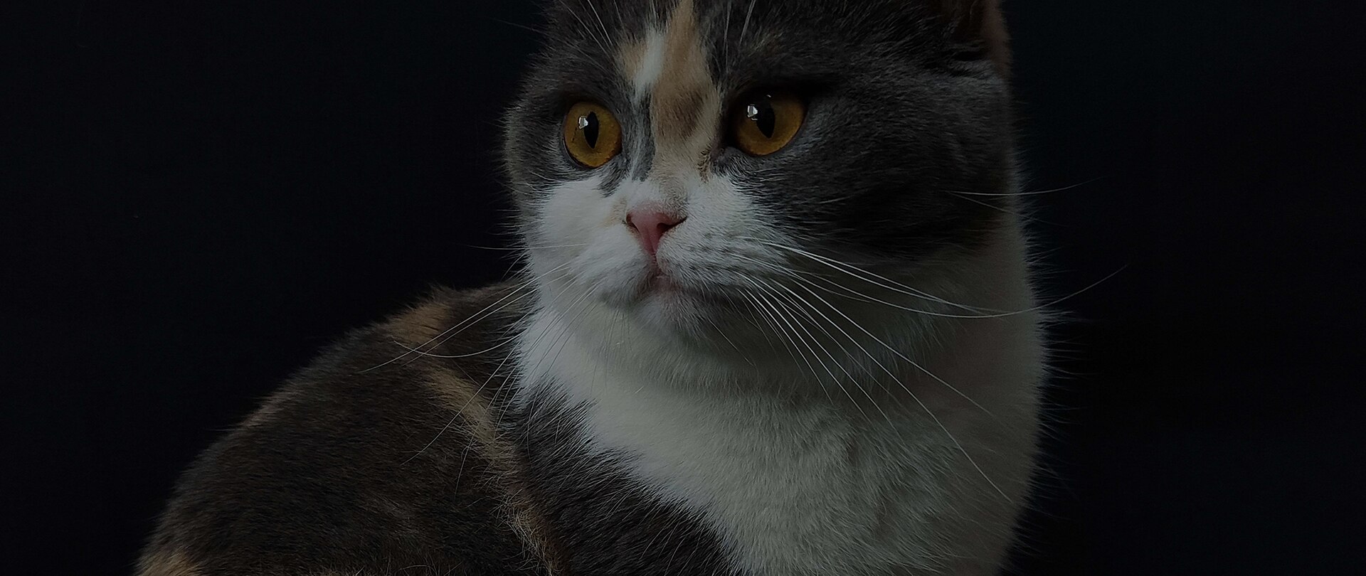 这是参与三星ISOCELL照片展的ISOCELL 2亿像素表现的超高画质黑色背景的猫咪照片。