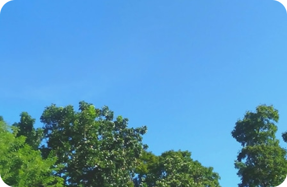 以晴朗的天空为背景，郁郁葱葱的树木交相辉映的自然风景
