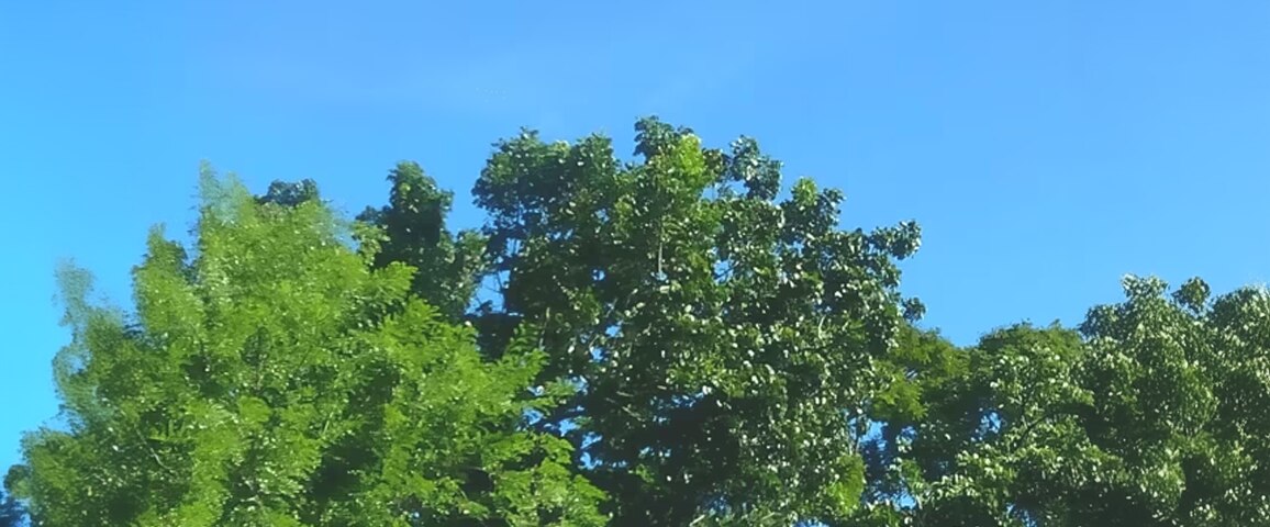树木上方是湛蓝、晴朗的天空。