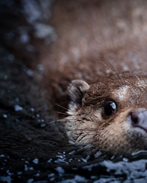 水獭在水中游泳的正面图。