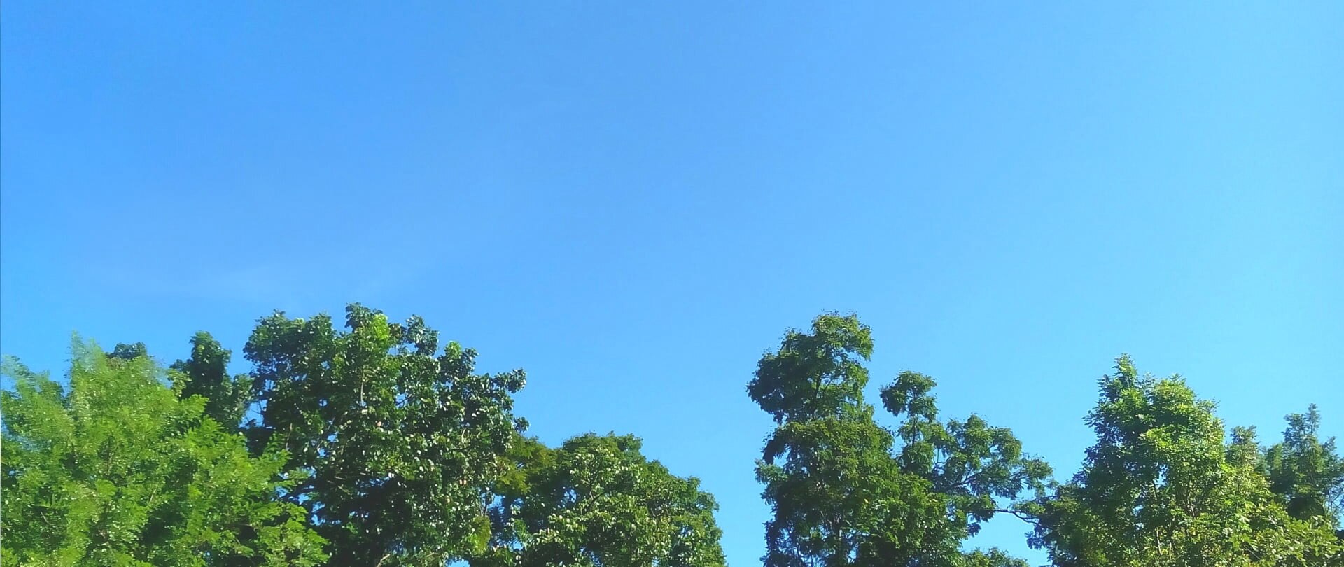 树木上面可以看到蔚蓝而干净的天空。
