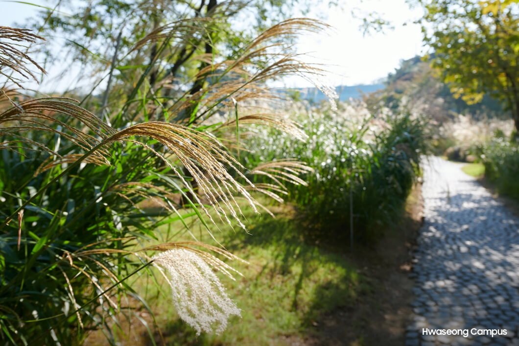 华城厂区种满芦苇的森林小道。